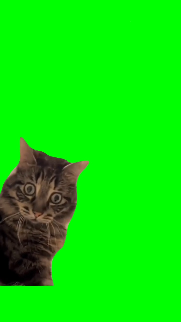 GATO CHOCADO