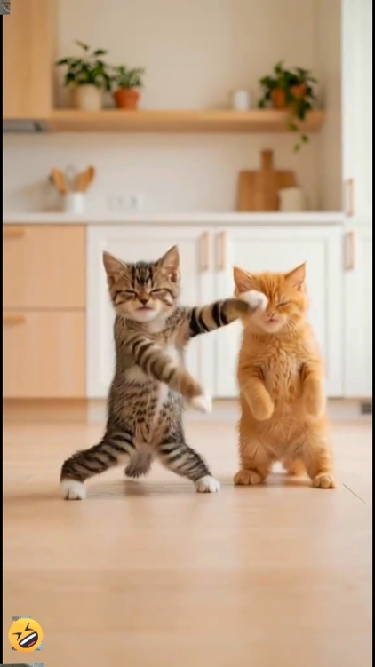 Cutee Cat, 