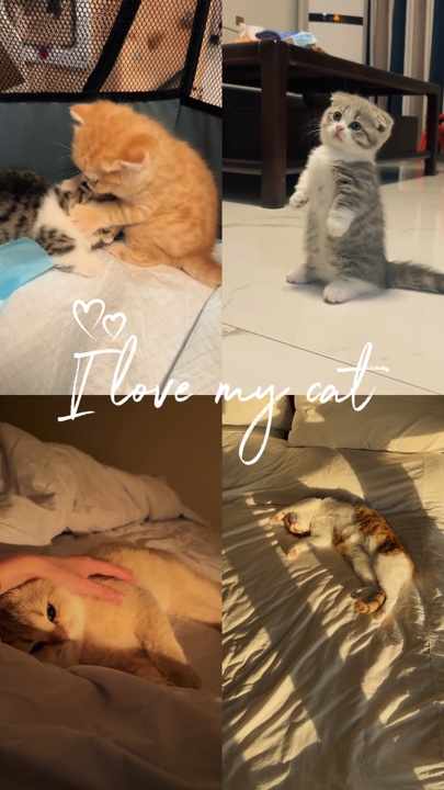 Amo a mi gato