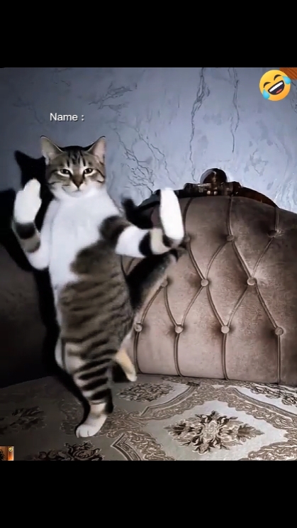 Gato de baile