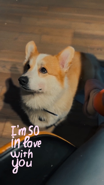TU MASCOTA ❤️‍🩹