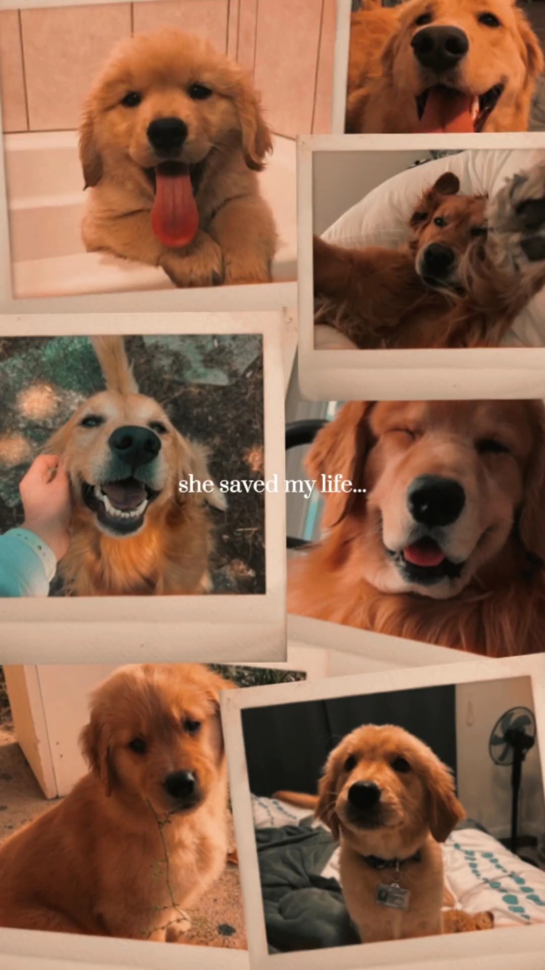 Pet Day | Memories