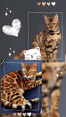 #catlover