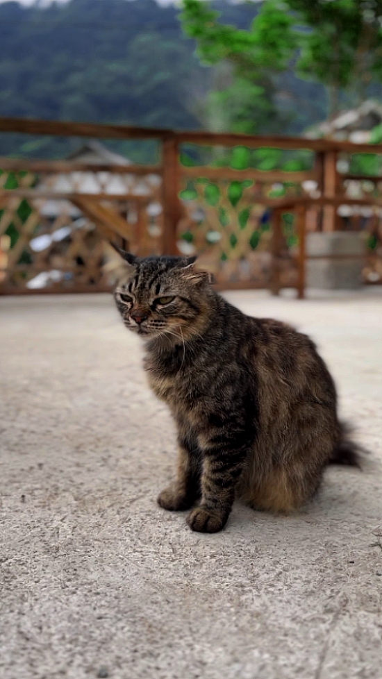 JEPANG SUARA