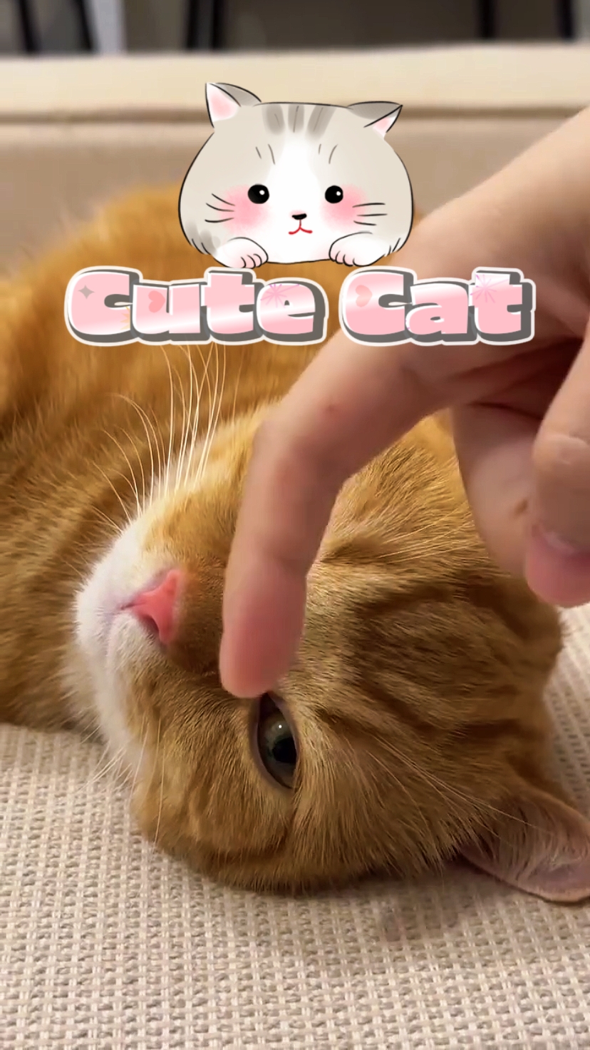 Chat mignon