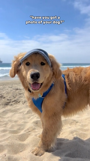 rouleau de caméra pour chien