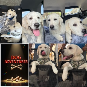 Dog Adventures 