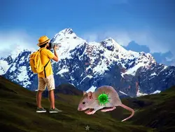 Hantavirus edit