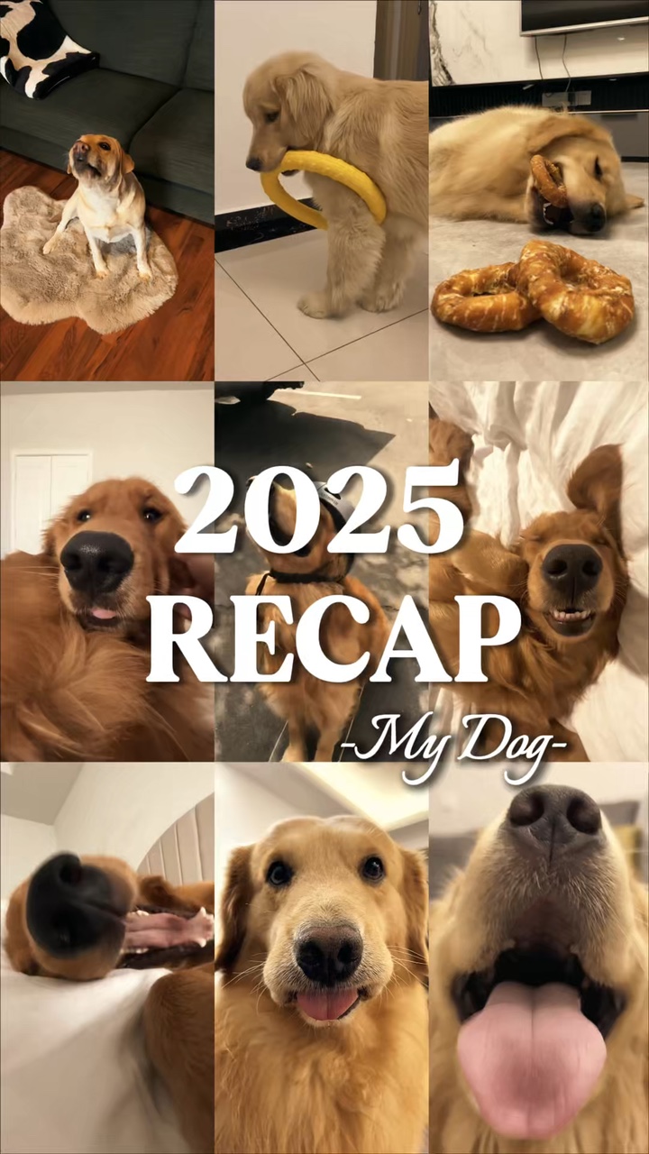 2025 rekapitulieren Sie meinen Hund