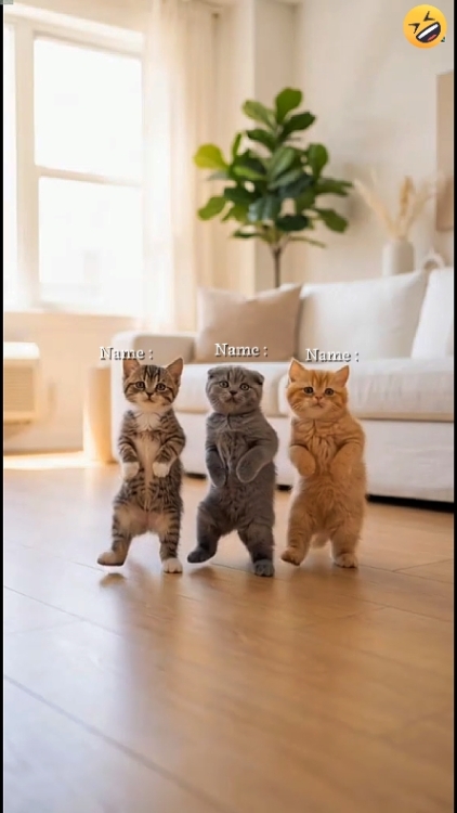 Süße Katze.. 
