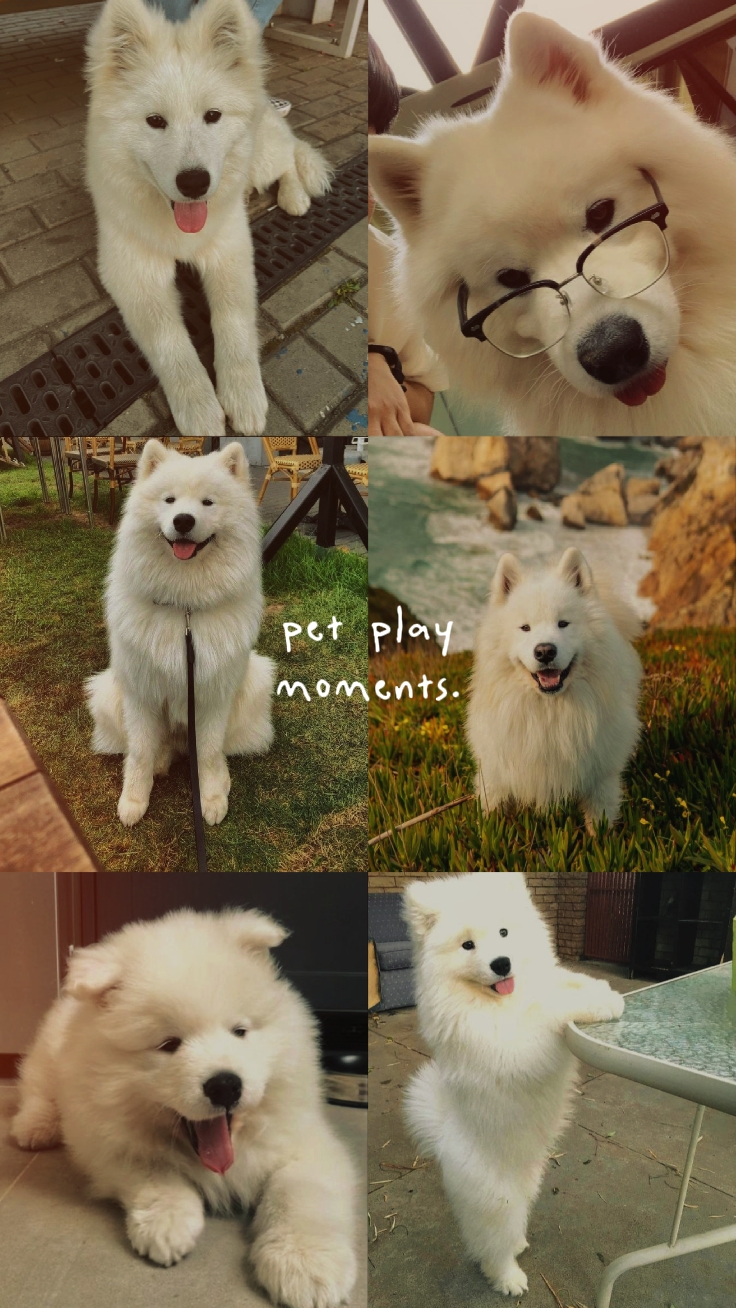 Momentos de jogo de animais de estimação