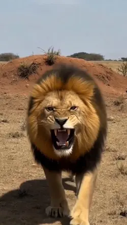 Lion King Viral 