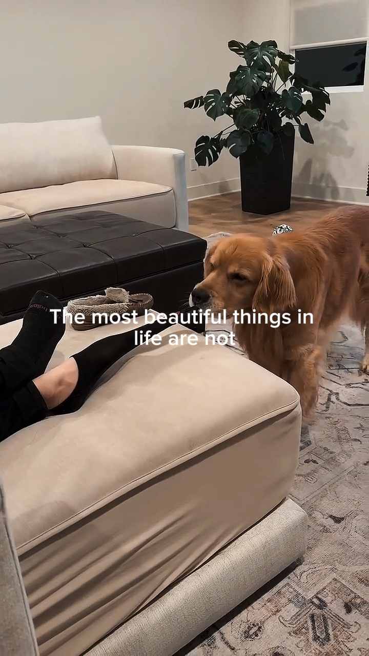Dogs!