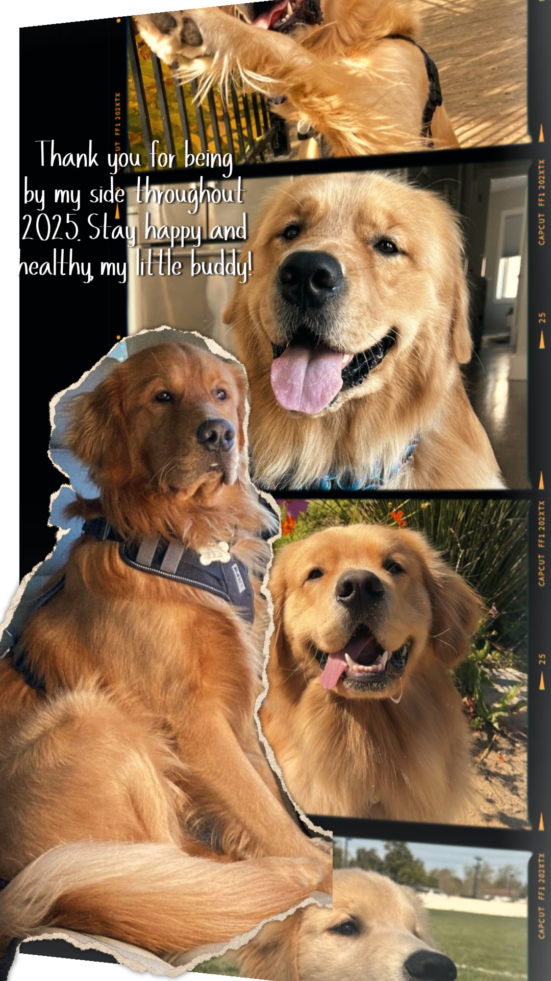 2025 memórias de cães 