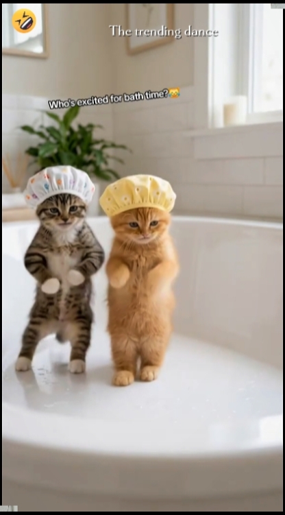 Dans Kedi Trendi