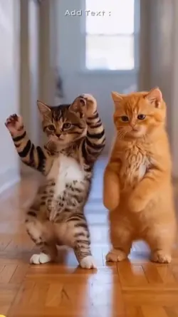 Funny Cat: