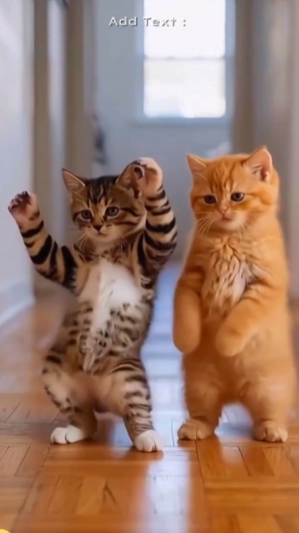 Funny Cat:
