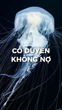 CÓ DUYÊN KHÔNG NỢ