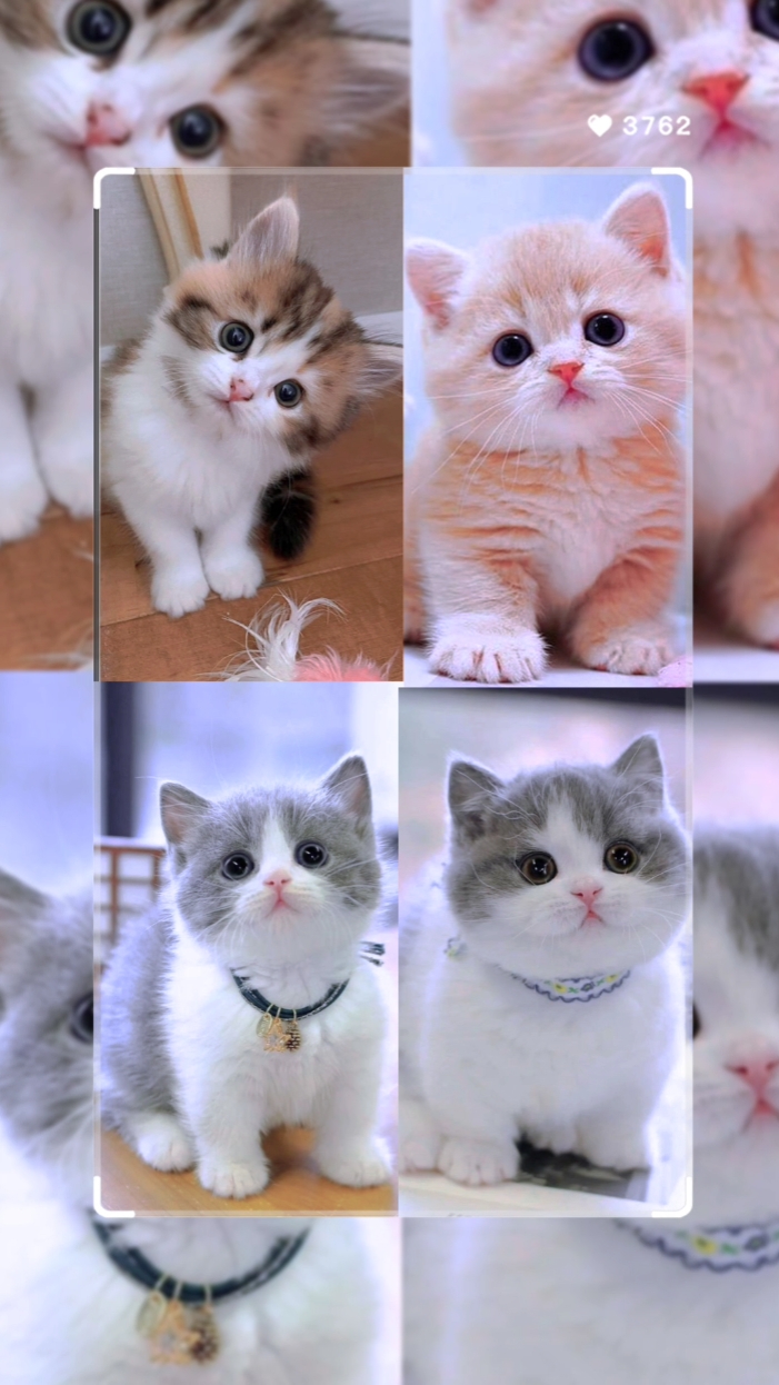 Kucing Gemes
