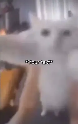 Cat meme