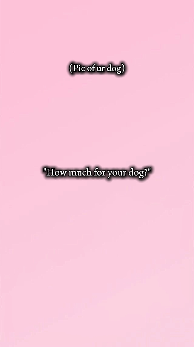Perro
