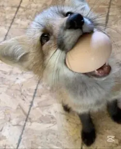 fox #editviral