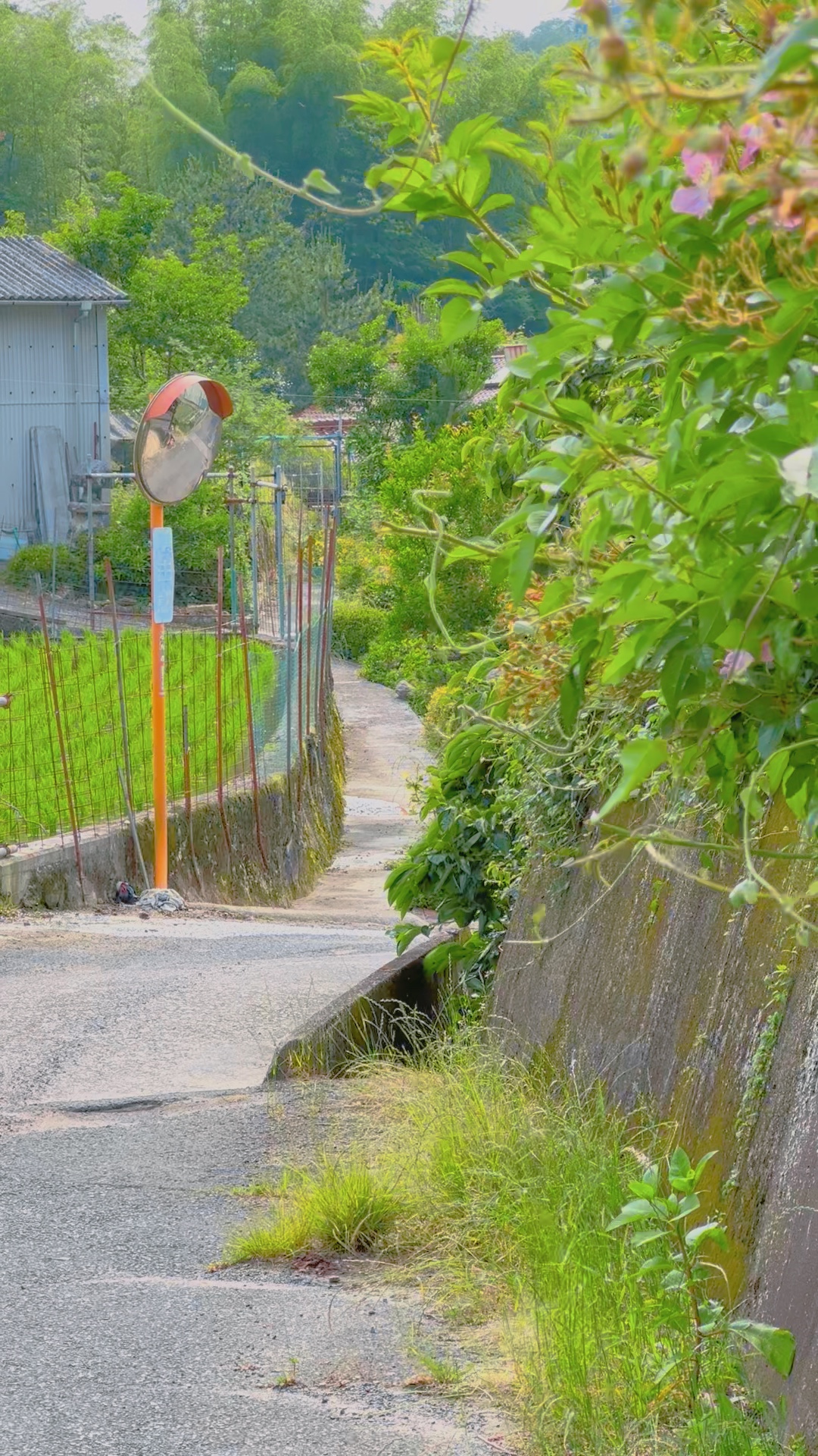 田