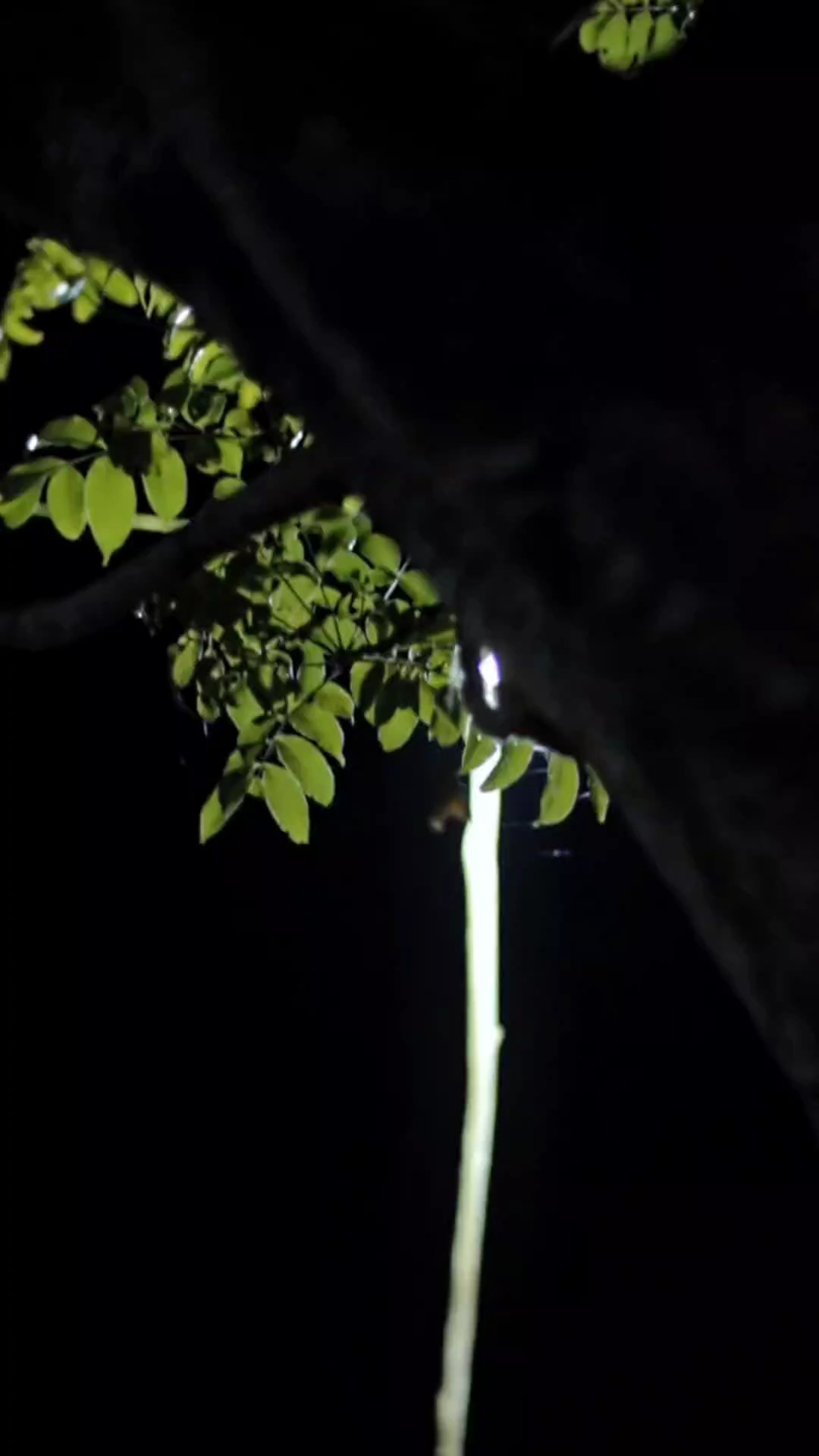  Mahalul | Qiyam