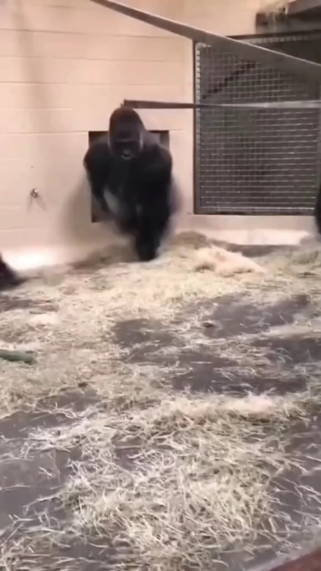 Monkeyslide