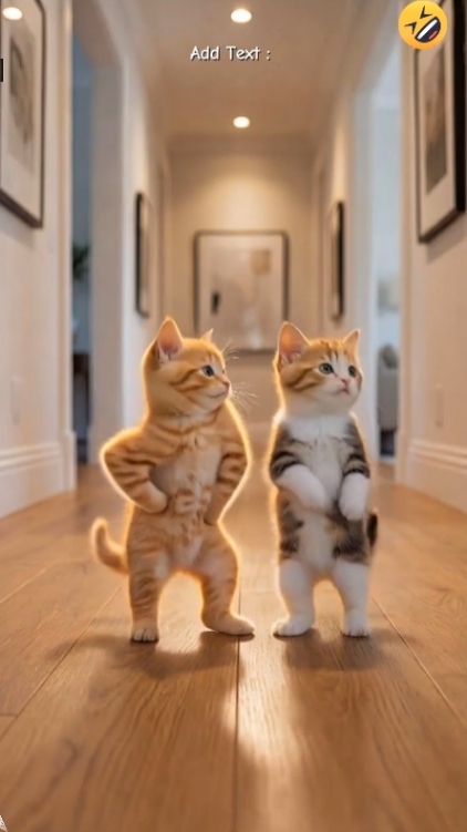 Cute Cat