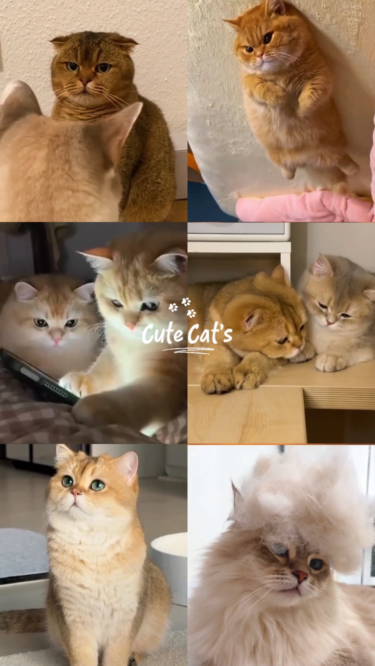 Gatos fofos