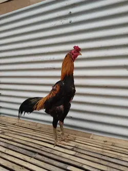 ayam bangkok
