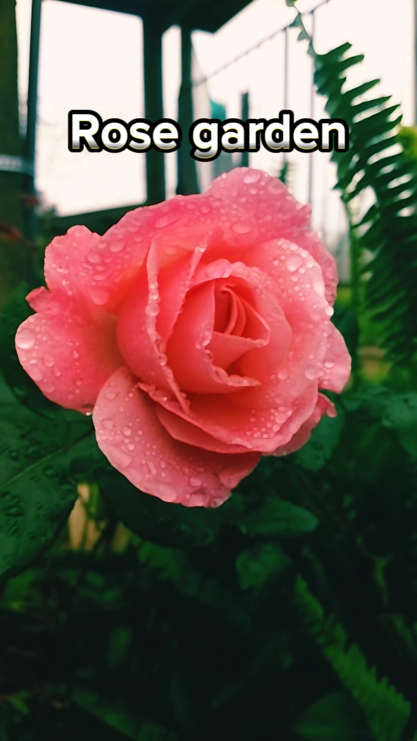 Jardín de rosas 