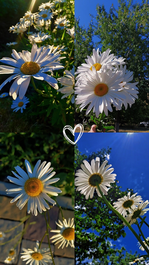 flowers