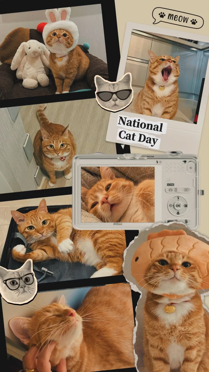 Dia Nacional do Gato 🐱💛
