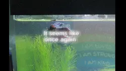 R.I.P 🩷