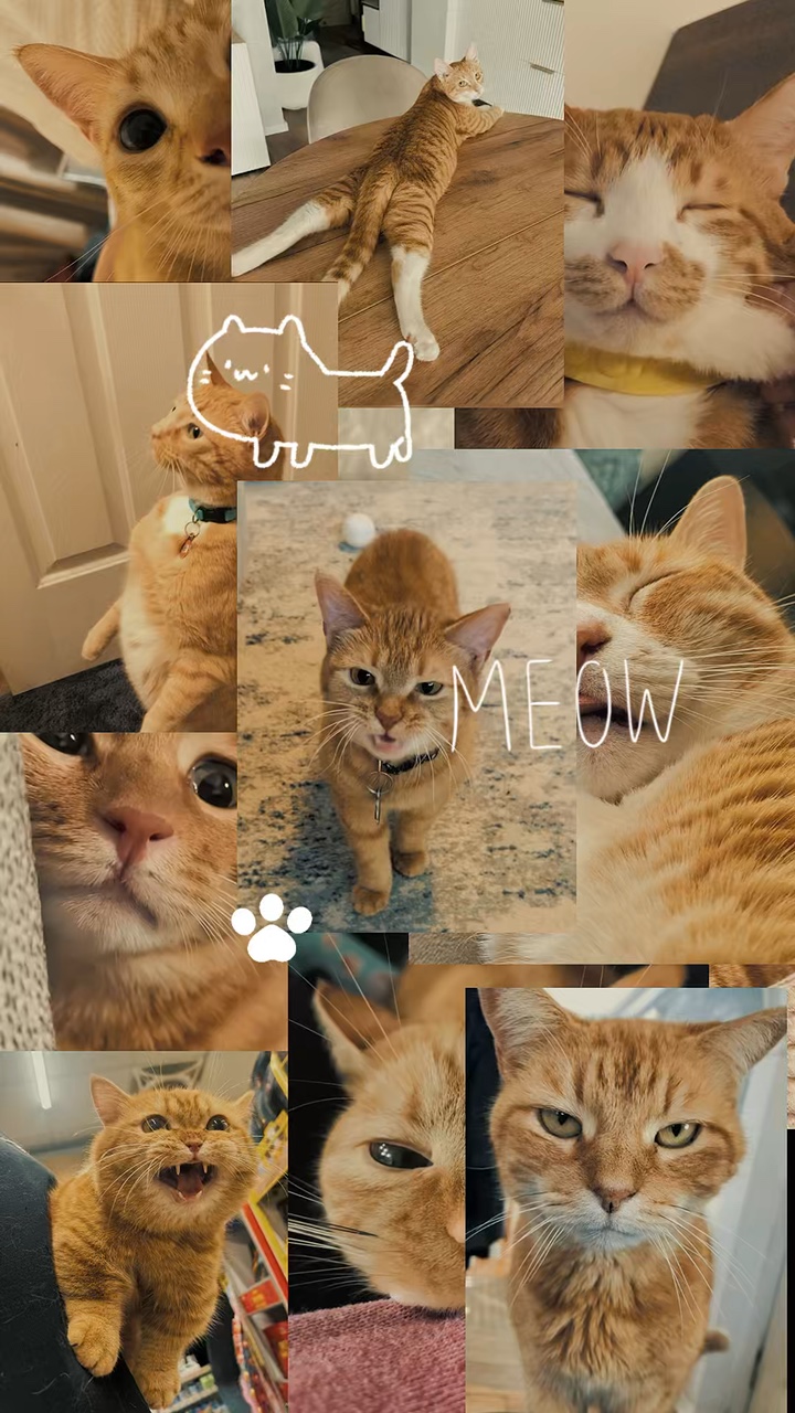 Dump Cat cute