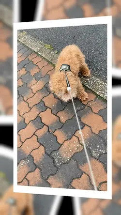『トイプードルの日常』癒し動画🐶🩷