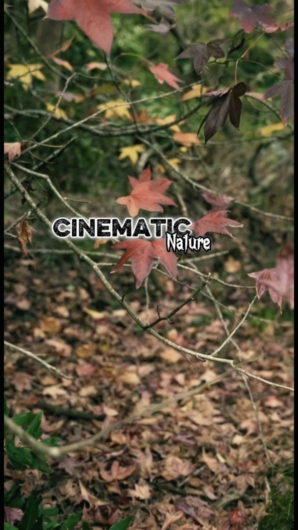 Cinematic 6 Clips 