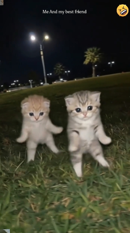 Kucing Lucu