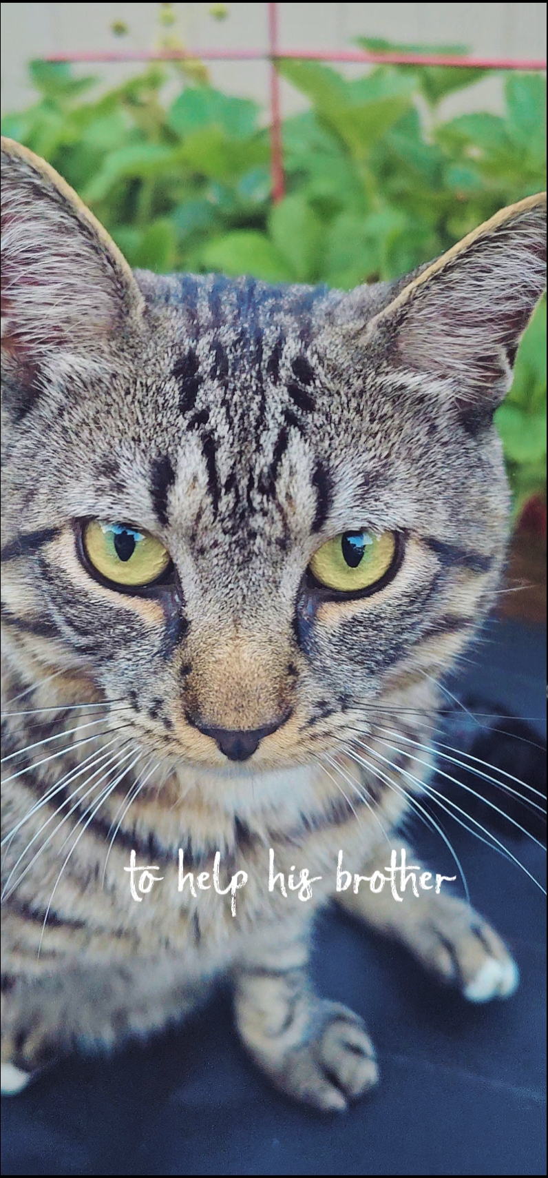 The Naughty Cat