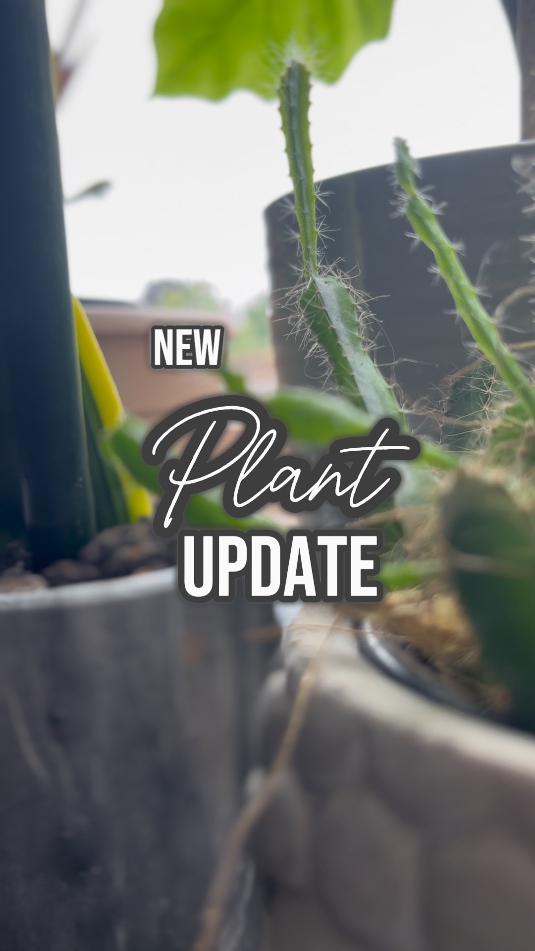 New Plant Update