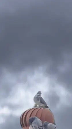 Spinning birds 