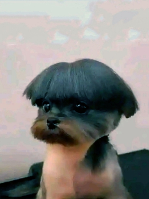 동물 재미있는 비디오 