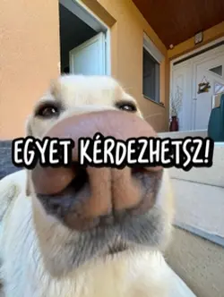 1 et kérdezhetsz