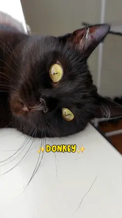 My pet is not fat