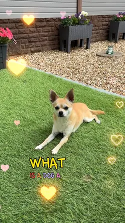 What Is A Dog