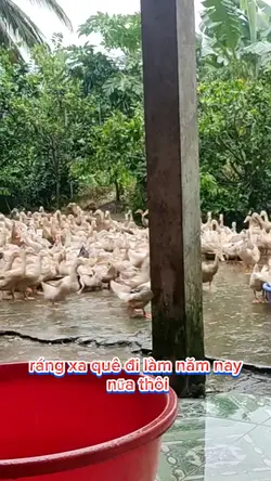 Về quê nuôi vịt