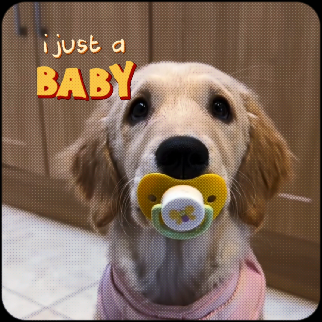 My dog just a baby