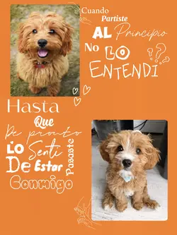 Dia de las mascotas 